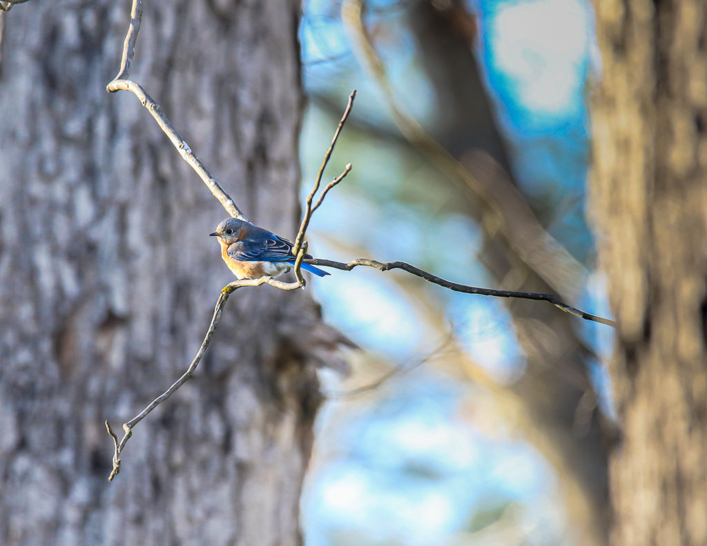 Backyard Birds NH-0133.jpg